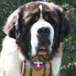 Do Your Children Think Beethoven is a Saint Bernard?