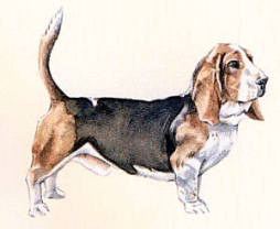 Basset Books